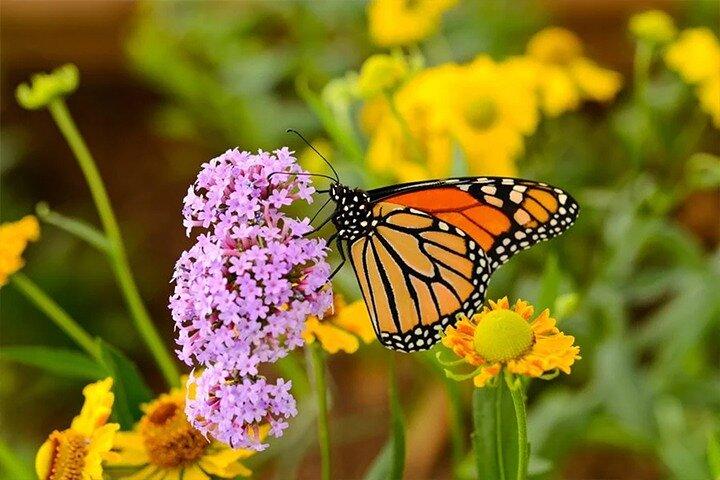 Dubai Butterfly Garden