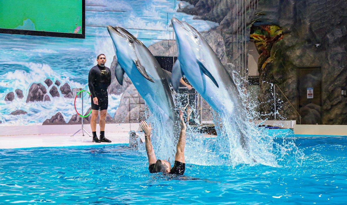Dubai Dolphinarium Dolphin Show