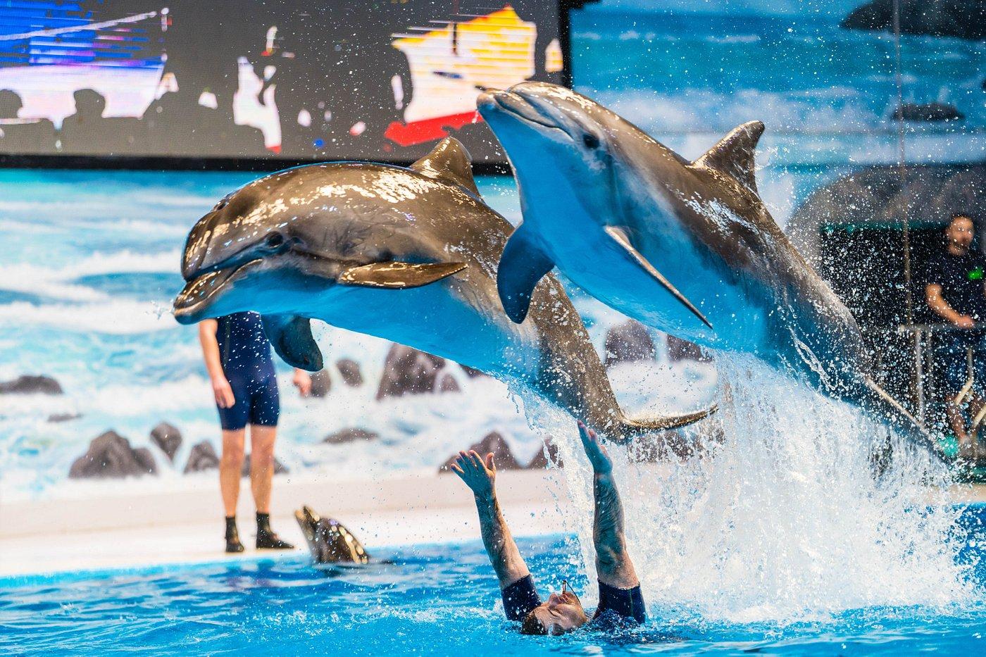 Dubai Dolphinarium Dolphin Show