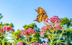 Dubai Butterfly Garden