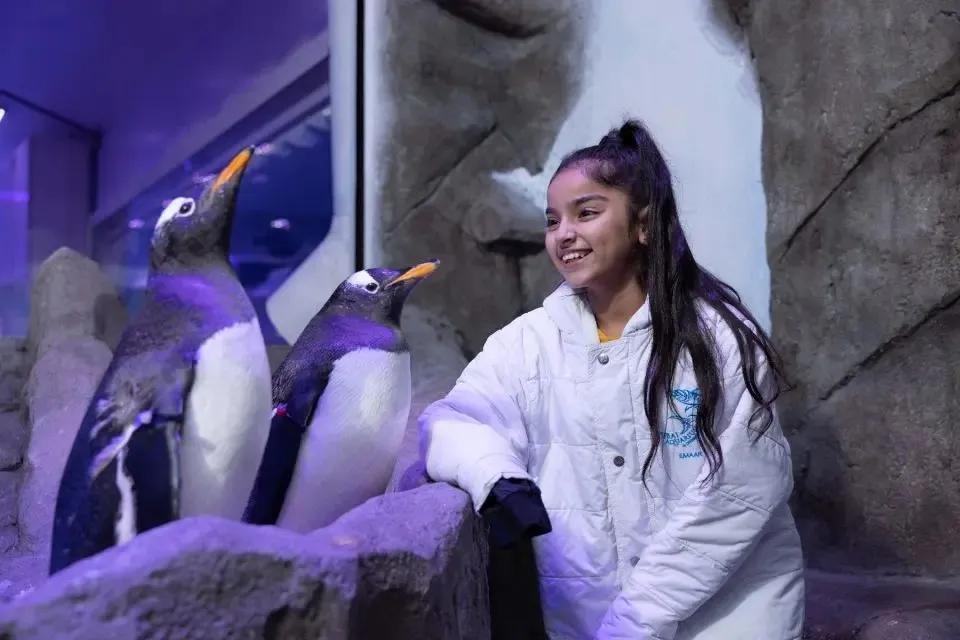 Smart Tips to Save on Penguin Cove Dubai Tickets Without Missing Out