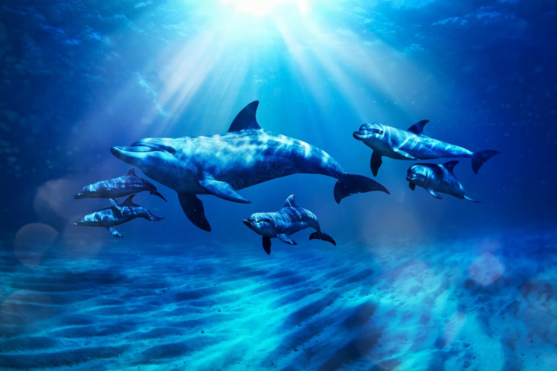 Dolphin Kayak + Atlantis Aquaventure Waterpark