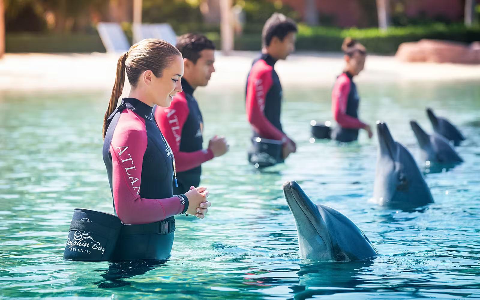 Dolphin Encounter + Atlantis Aquaventure Waterpark